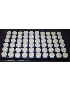 Plateau Bouture Laine et Perlite Biopower 2