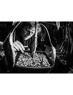 SMALL WILMA 4  (4x6,5L POTS) 2