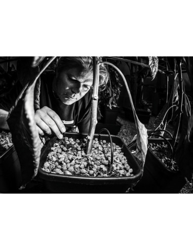 LARGE WILMA 4 (4x11L POTS)