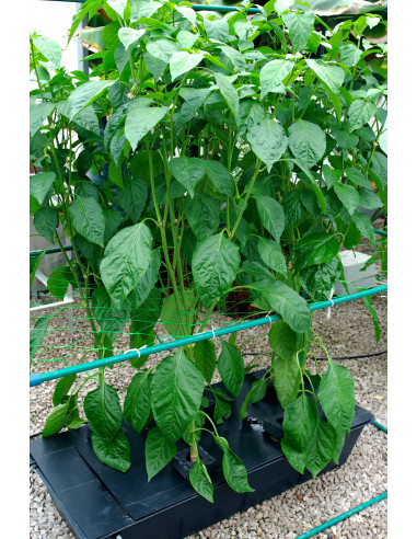 Gro-Tanks NFT GT424 BASIC KIT