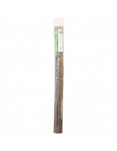 Bamboo 120 cm pack de 25 pc