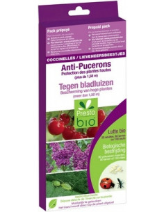 COCCINELLES CONTRE LES PUCERONS SUR PLANTES HAUTES