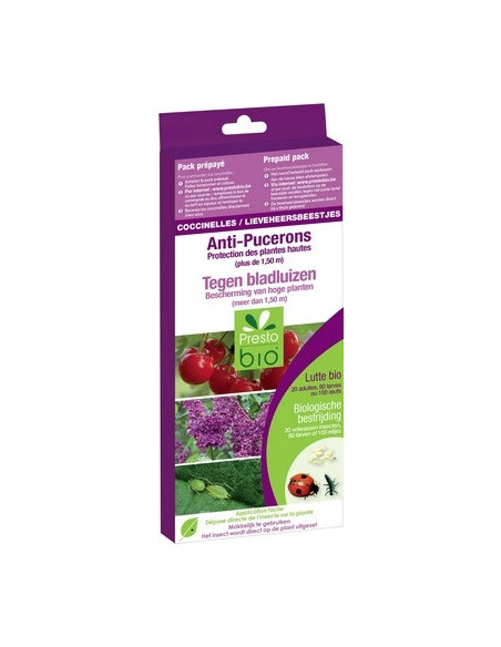 COCCINELLES CONTRE LES PUCERONS SUR PLANTES HAUTES