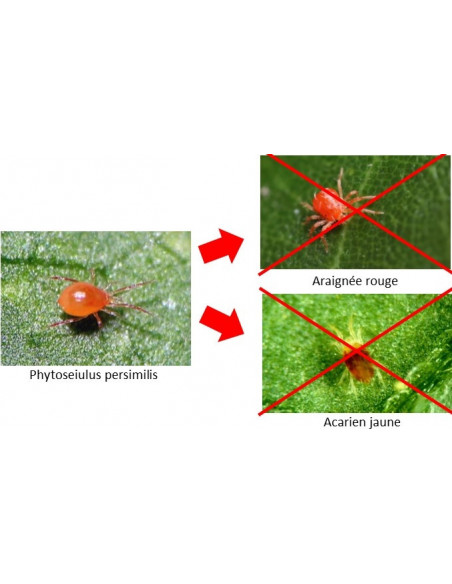 ACARIENS PHYTOSEIULUS CONTRE ARAIGNEE ROUGE 25 à 100 m² 500 adultes