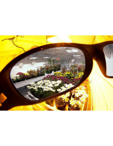 Lunettes Lumii Growroom