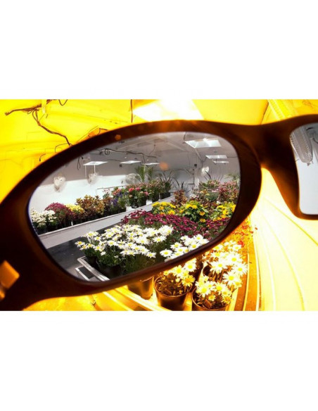 Lunettes Lumii Growroom