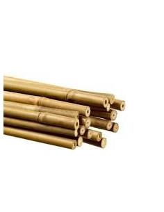 Bamboo 90 cm pack de 25 pc 2