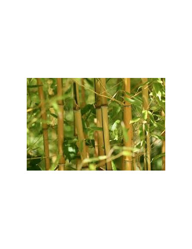 Bamboo 90 cm pack de 25 pc