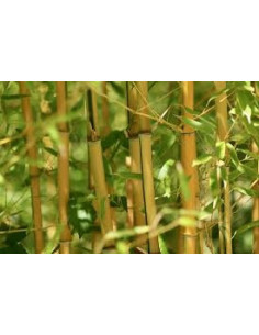 Bamboo 120 cm pack de 25 pc 2
