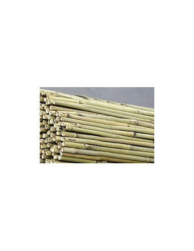 Bamboo 120 cm pack de 25 pc