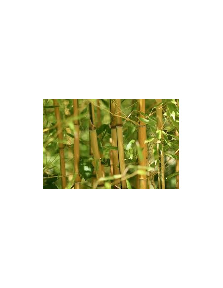 Bamboo 150 cm pack de 25 pc