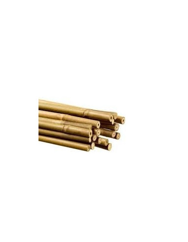Bamboo 150 cm pack de 25 pc