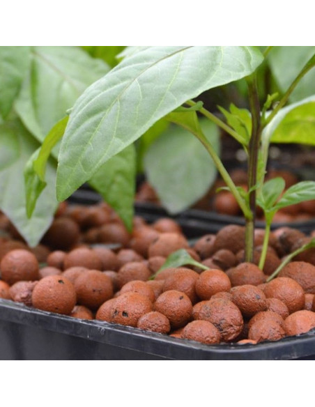 Plagron Bille d'argile Euro Pebbles 10 ltr