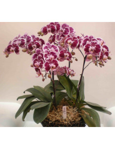 Substrat Orchidée 8ltr