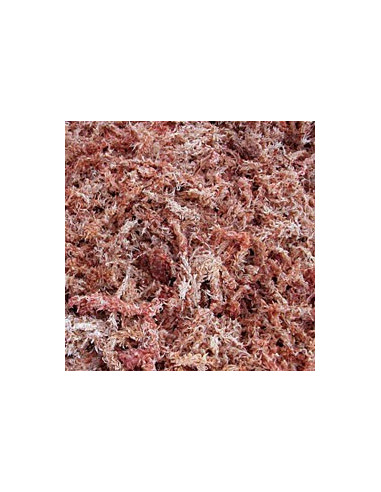 Sphaigne du chili 150gr