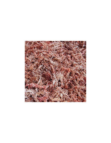 Sphaigne du chili 150gr