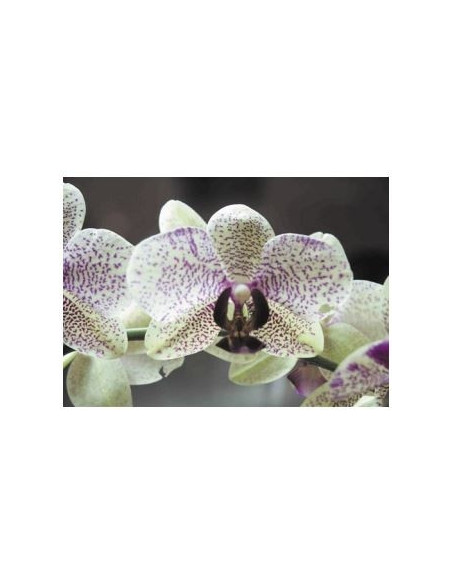 Orchid Focus Engrais Orchidées Croissance 1ltr