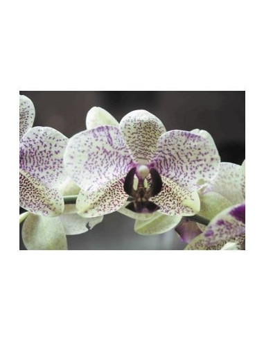 Orchids Focus Floraison 1ltr