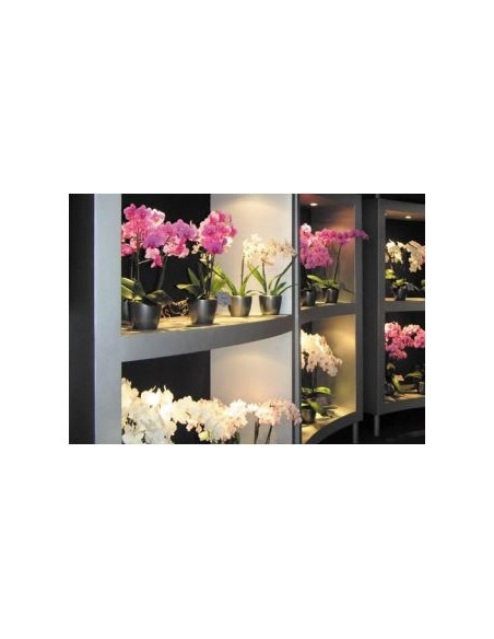 Orchids Focus Floraison 1ltr