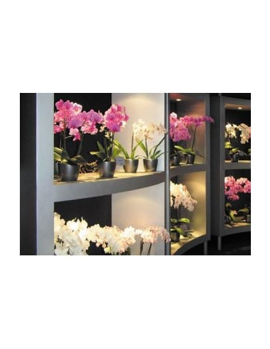 Substrat Orchidée 3ltr