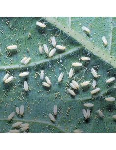 Natria Anti-Sect Bio 250 ml Solabiol 2