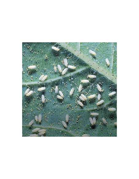 Natria Anti-Sect Bio 250 ml Solabiol