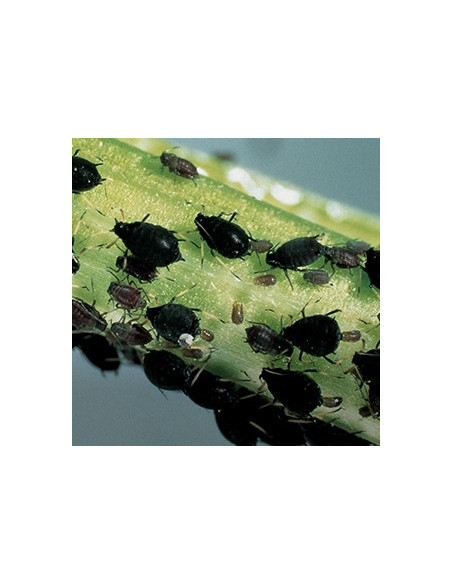 Natria Anti-Sect Bio 250 ml Solabiol