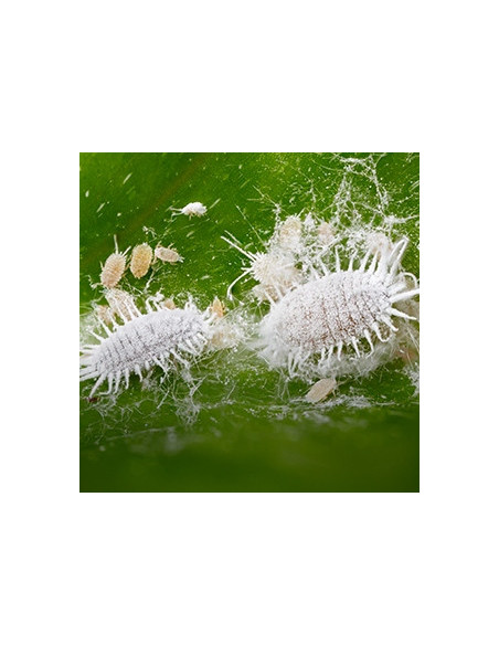 Promanal 200ml acaricide contre cochenilles et acariens