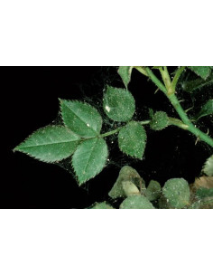 Pyrethro-Pur Spray 750 ml Plantes ornementales 2