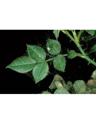 Pyrethro-Pur Spray 750 ml Plantes ornementales