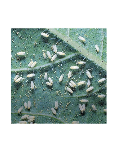 Pyrethro-Pur Spray 750 ml Plantes ornementales