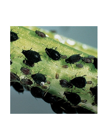 Pyrethro-Pur Spray 750 ml Plantes ornementales