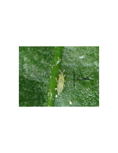 Pyrethro-Pur Spray 750 ml Plantes ornementales