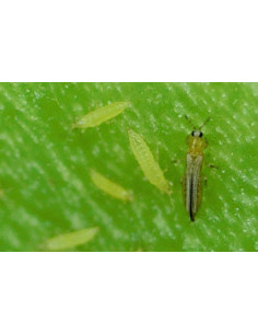 Hy-Catch Blue Thrips XXL (x10 pièces) 2