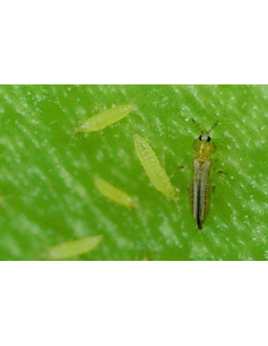 PIEGES A GLU CHROMATIQUES Bleu Thrips  PRESTOBIO  10 pcs