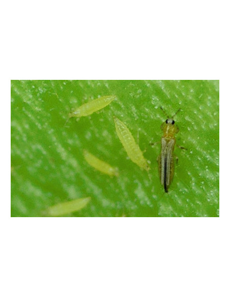 PIEGES A GLU CHROMATIQUES Bleu Thrips  PRESTOBIO  10 pcs