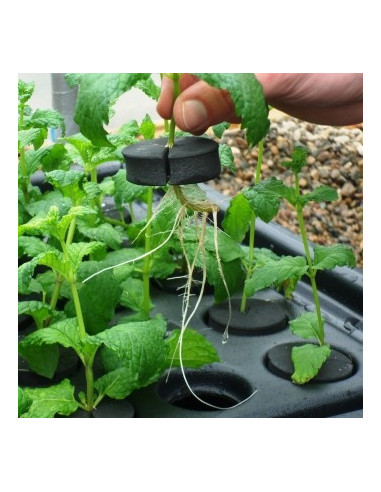 Aeroponic propagator X-Stream 40 site