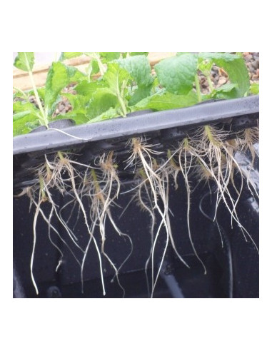 Aeroponic Propagator X-Stream 20 Site