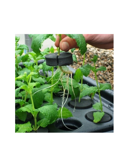 Aeroponic Propagator X-Stream 20 Site