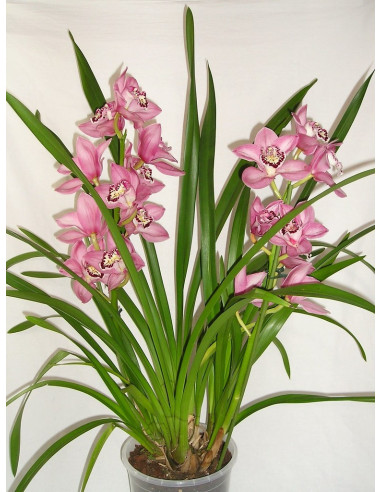 Soucoupe pour Pot Orchidée 21cm ⌀