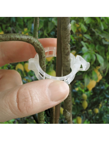 Clip Tuteur ( 50pc )