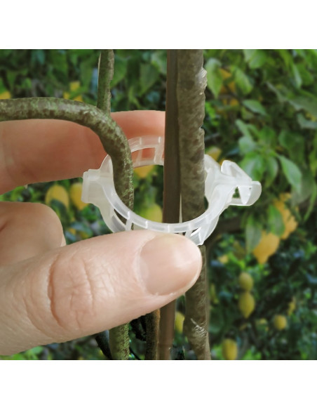 Clip Tuteur ( 50pc )