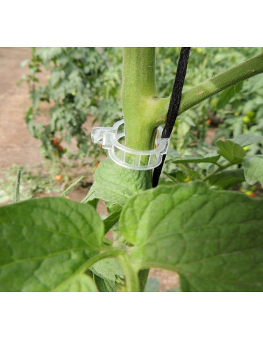 Clip Tuteur ( 50pc )