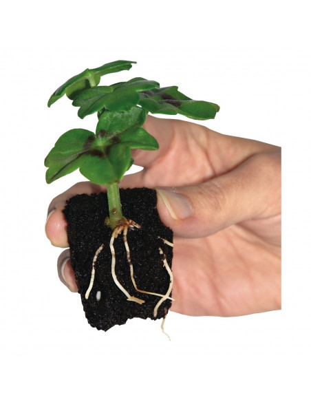 Support de Bouturage/Germination - 50 éponges - ROOT!T